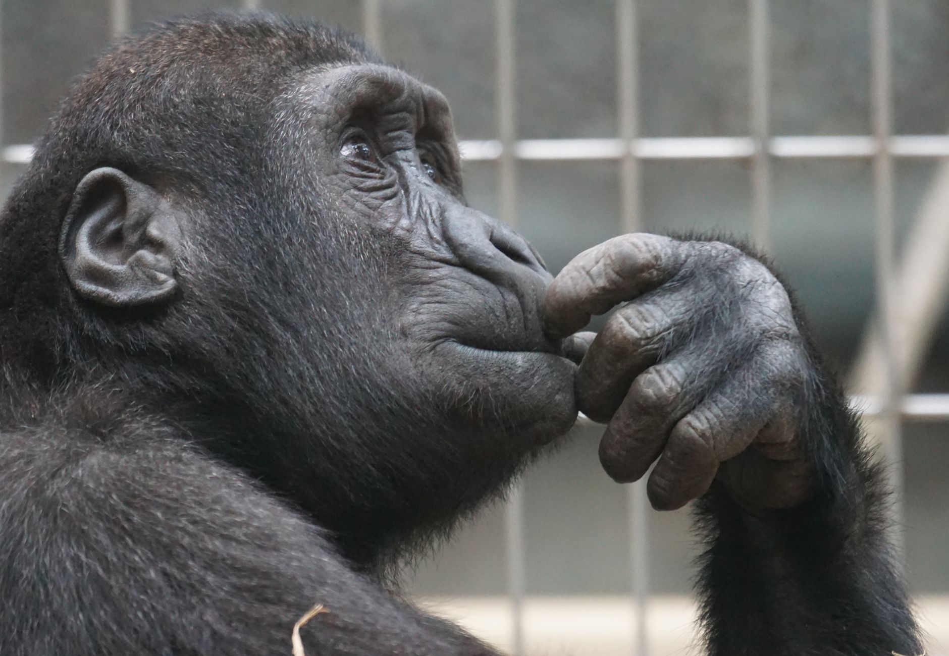 Close-up of a gorilla deep in thought inside a zoo enclosure.