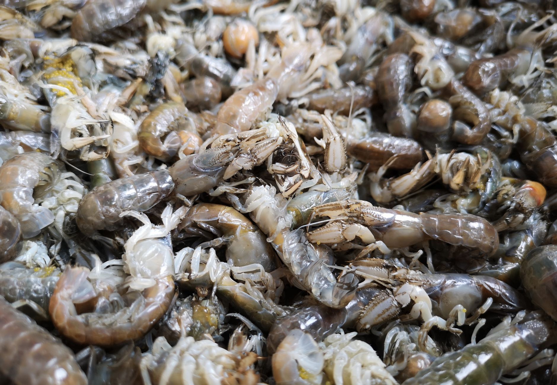 Close-up of fresh mantis shrimps at a seafood market in Taiwan, showcasing the texture and detail of these shellfish.
